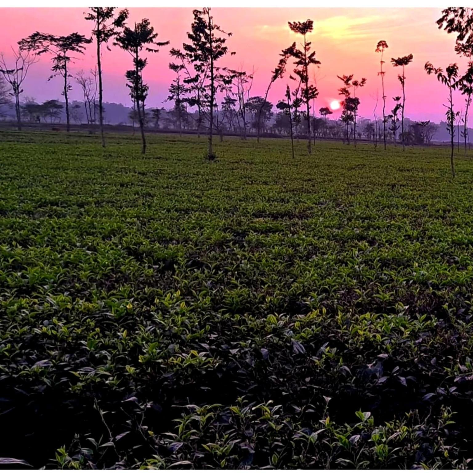 Krishna Farms And Village Resort Siliguri Buitenkant foto