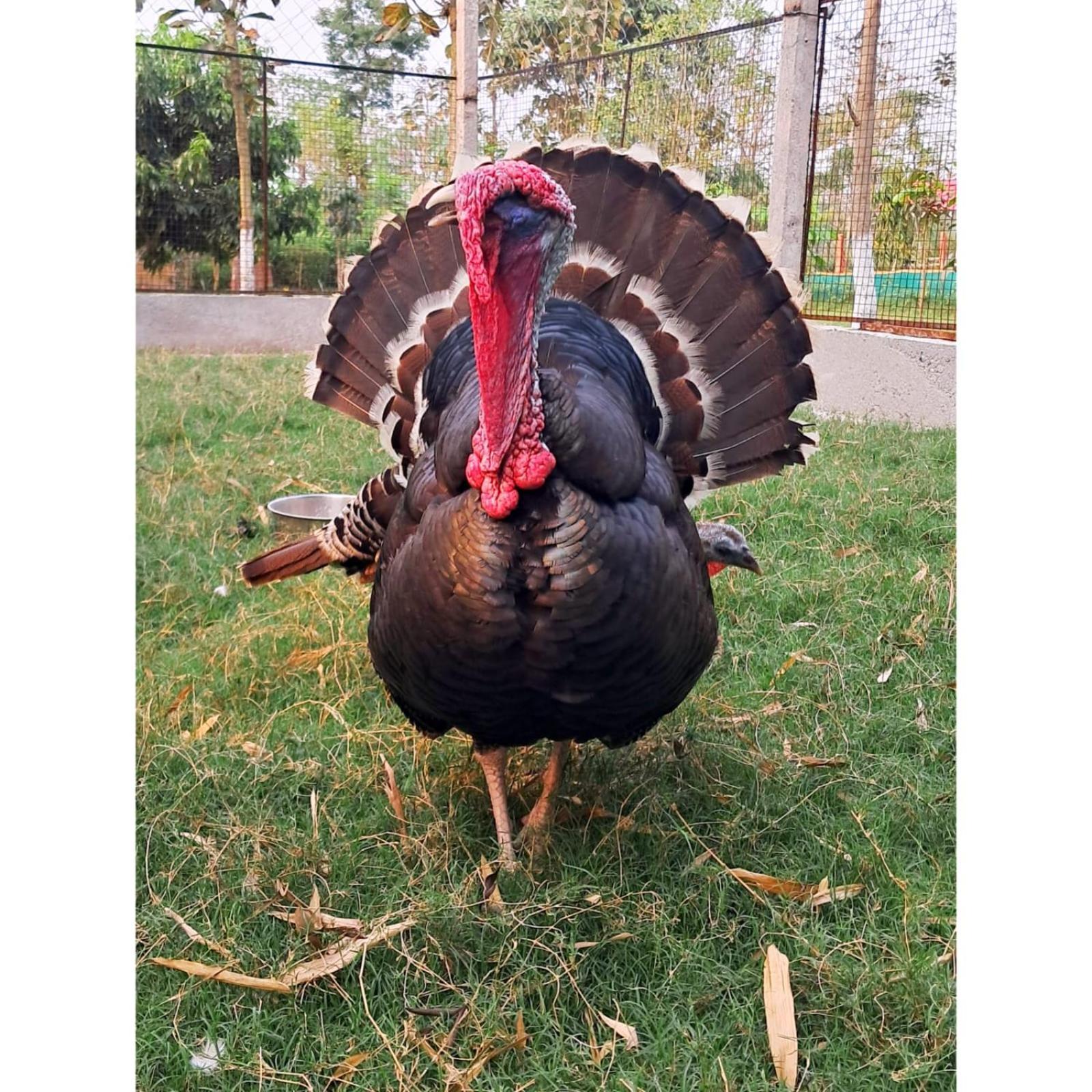 Krishna Farms And Village Resort Siliguri Buitenkant foto